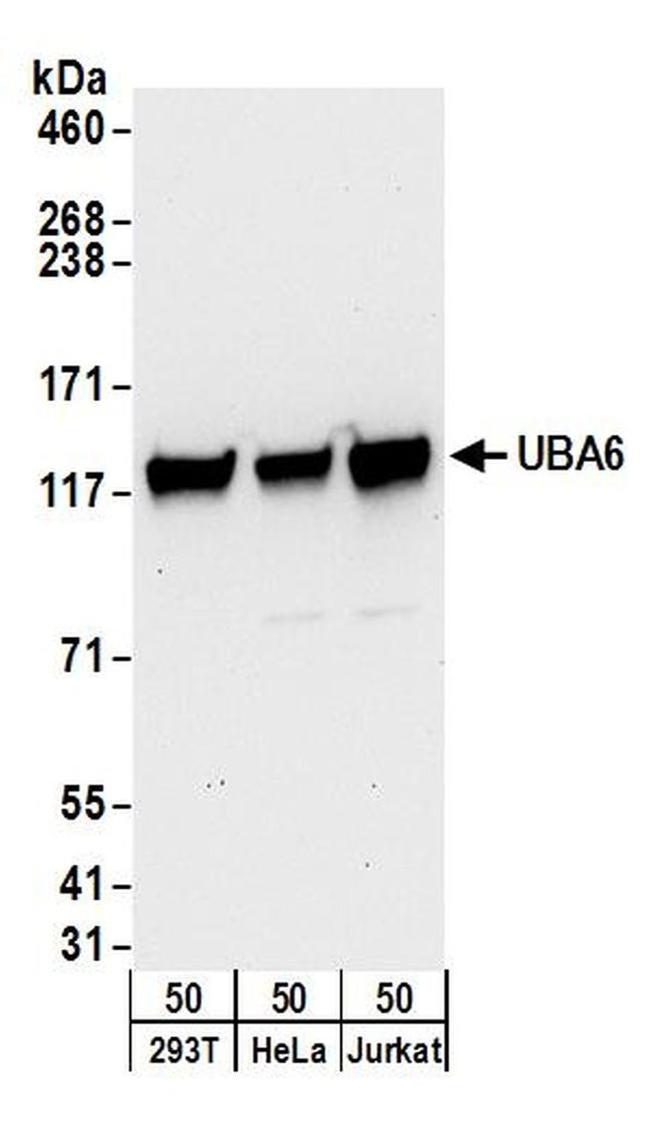 UBA6 Antibody in Western Blot (WB)