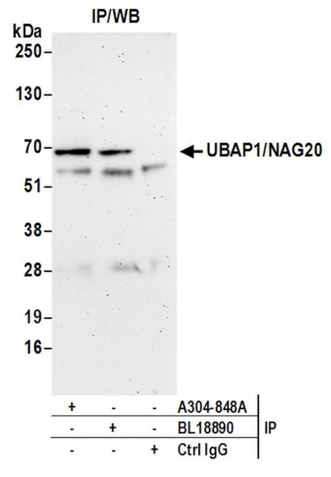 UBAP1/NAG20 Antibody in Immunoprecipitation (IP)