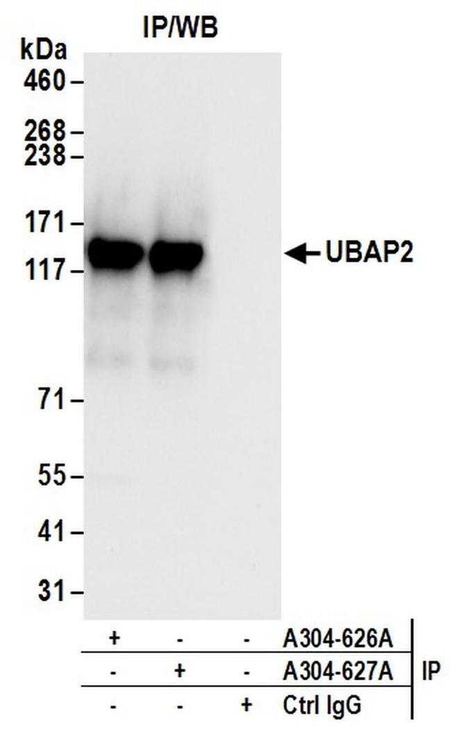 UBAP2 Antibody in Western Blot (WB)