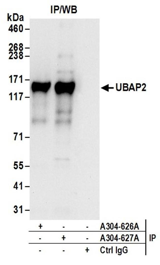 UBAP2 Antibody in Western Blot (WB)