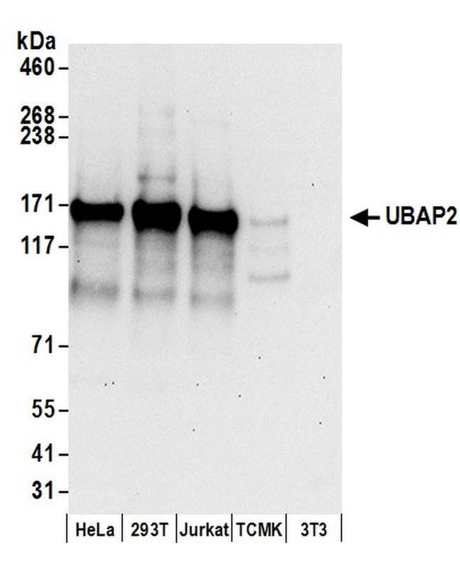 UBAP2 Antibody in Western Blot (WB)