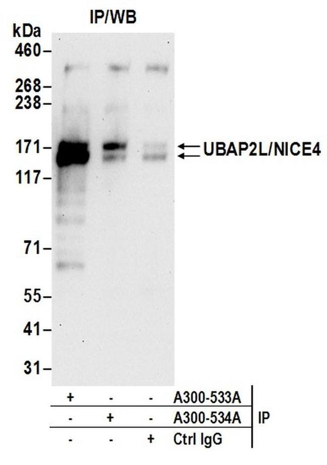 UBAP2L/NICE4 Antibody in Western Blot (WB)