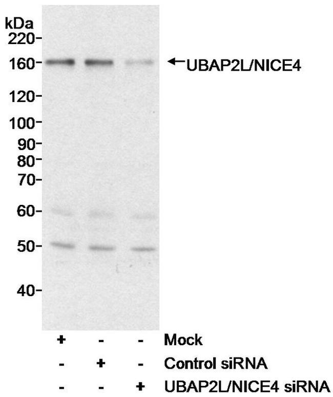 UBAP2L/NICE4 Antibody in Western Blot (WB)