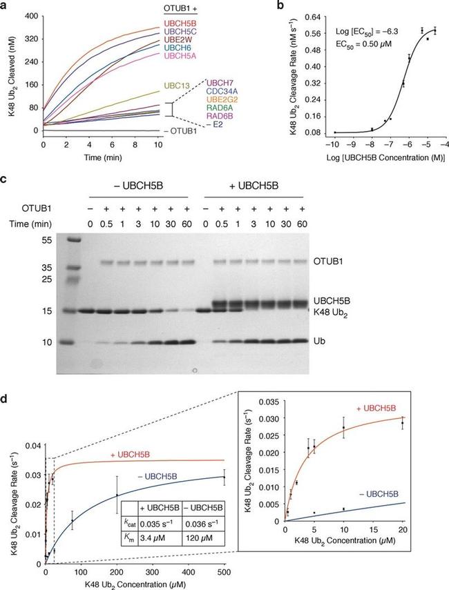 UBC13 Antibody in Western Blot (WB)