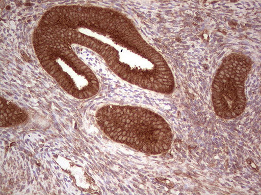 UBE2D2 Antibody in Immunohistochemistry (Paraffin) (IHC (P))