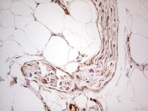 UBE2D2 Antibody in Immunohistochemistry (Paraffin) (IHC (P))