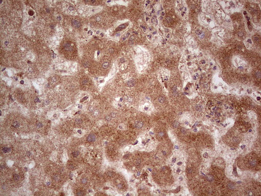 UBE2D2 Antibody in Immunohistochemistry (Paraffin) (IHC (P))