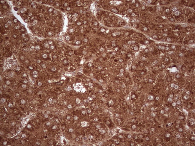 UBE2D2 Antibody in Immunohistochemistry (Paraffin) (IHC (P))