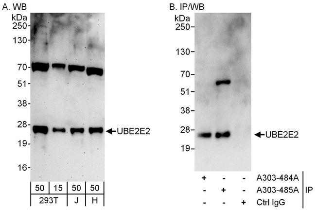 UBE2E2 Antibody in Western Blot (WB)