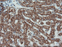 UBE2E3 Antibody in Immunohistochemistry (Paraffin) (IHC (P))