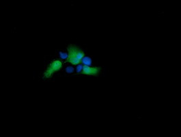 UBE2G2 Antibody in Immunocytochemistry (ICC/IF)