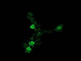 UBE2G2 Antibody in Immunocytochemistry (ICC/IF)