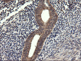 UBE2G2 Antibody in Immunohistochemistry (Paraffin) (IHC (P))