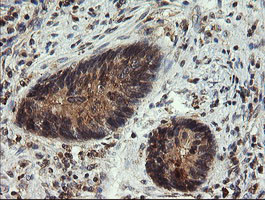 UBE2G2 Antibody in Immunohistochemistry (Paraffin) (IHC (P))