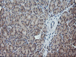 UBE2G2 Antibody in Immunohistochemistry (Paraffin) (IHC (P))