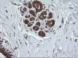 UBE2G2 Antibody in Immunohistochemistry (Paraffin) (IHC (P))