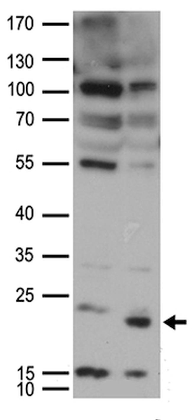 UBE2I Antibody in Western Blot (WB)