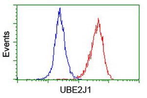 UBE2J1 Antibody in Flow Cytometry (Flow)