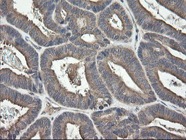 UBE2J1 Antibody in Immunohistochemistry (Paraffin) (IHC (P))