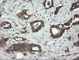 UBE2J1 Antibody in Immunohistochemistry (Paraffin) (IHC (P))