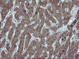 UBE2J1 Antibody in Immunohistochemistry (Paraffin) (IHC (P))