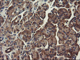 UBE2J1 Antibody in Immunohistochemistry (Paraffin) (IHC (P))