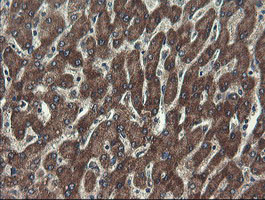 UBE2J1 Antibody in Immunohistochemistry (Paraffin) (IHC (P))