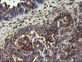 UBE2J1 Antibody in Immunohistochemistry (Paraffin) (IHC (P))