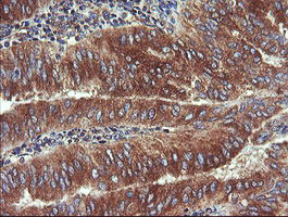 UBE2J1 Antibody in Immunohistochemistry (Paraffin) (IHC (P))