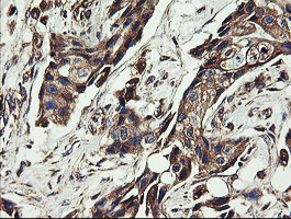 UBE2J1 Antibody in Immunohistochemistry (Paraffin) (IHC (P))