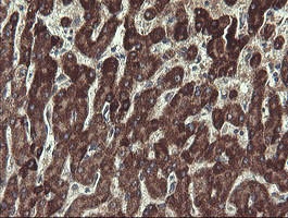 UBE2J1 Antibody in Immunohistochemistry (Paraffin) (IHC (P))