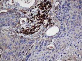 UBE2J1 Antibody in Immunohistochemistry (Paraffin) (IHC (P))