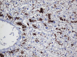 UBE2J1 Antibody in Immunohistochemistry (Paraffin) (IHC (P))