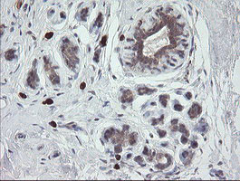 UBE2J1 Antibody in Immunohistochemistry (Paraffin) (IHC (P))