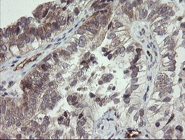 UBE2J1 Antibody in Immunohistochemistry (Paraffin) (IHC (P))