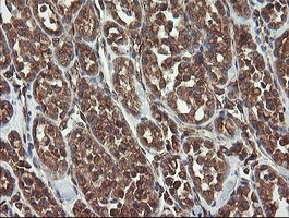 UBE2J1 Antibody in Immunohistochemistry (Paraffin) (IHC (P))