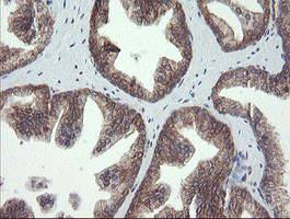 UBE2J1 Antibody in Immunohistochemistry (Paraffin) (IHC (P))