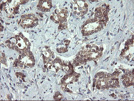 UBE2J1 Antibody in Immunohistochemistry (Paraffin) (IHC (P))