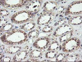 UBE2J1 Antibody in Immunohistochemistry (Paraffin) (IHC (P))