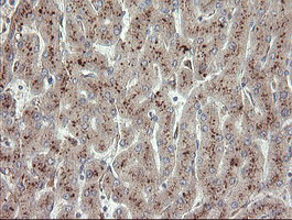 UBE2J1 Antibody in Immunohistochemistry (Paraffin) (IHC (P))