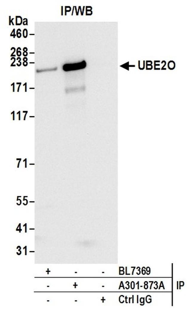 UBE2O Antibody in Western Blot (WB)