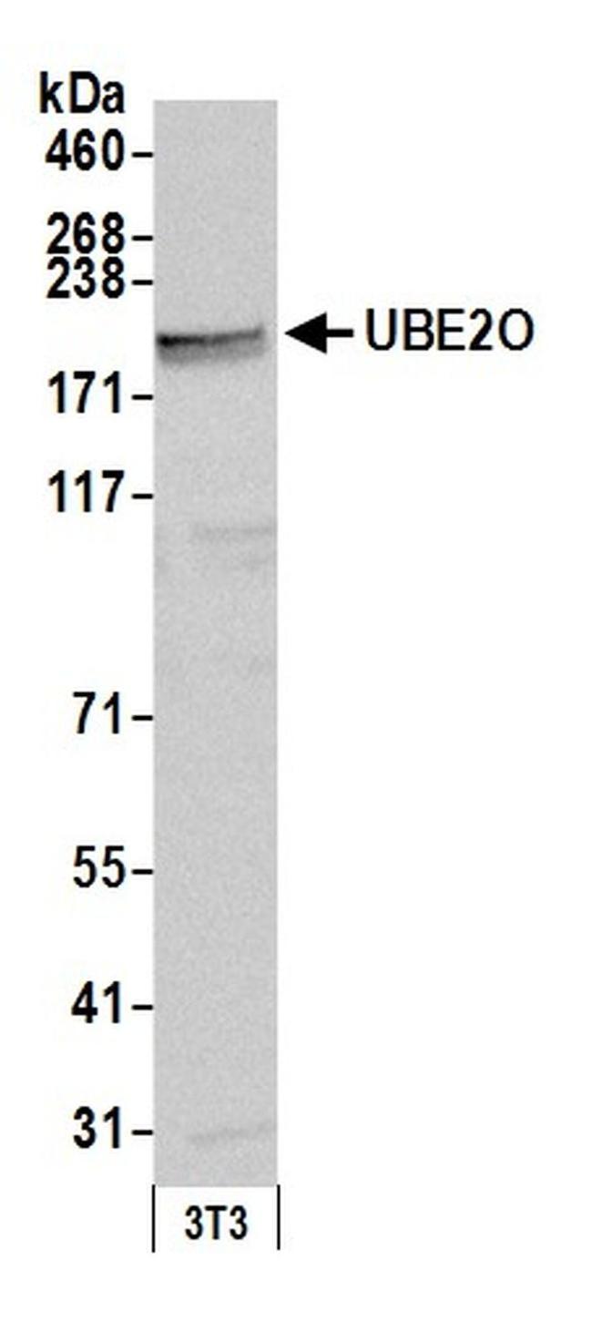 UBE2O Antibody in Western Blot (WB)