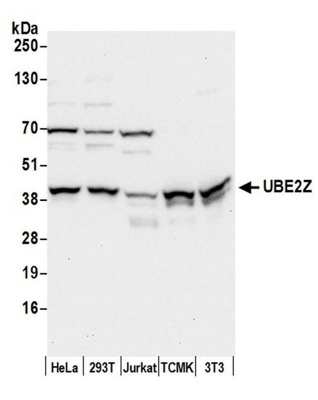 UBE2Z Antibody in Western Blot (WB)