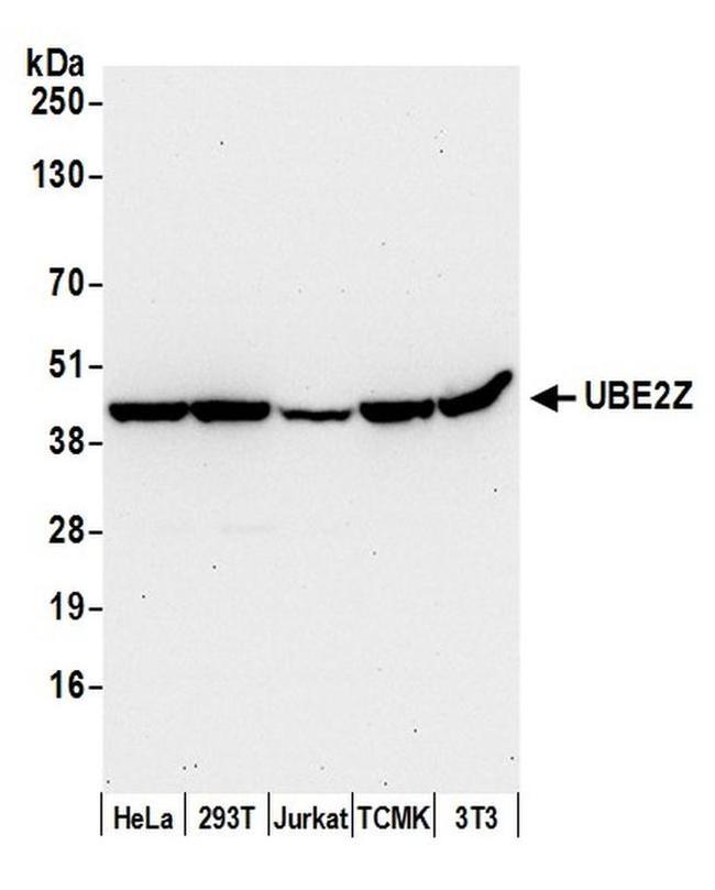 UBE2Z Antibody in Western Blot (WB)