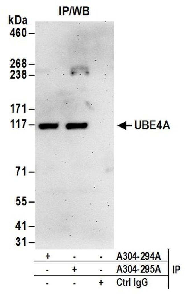 UBE4A Antibody in Western Blot (WB)