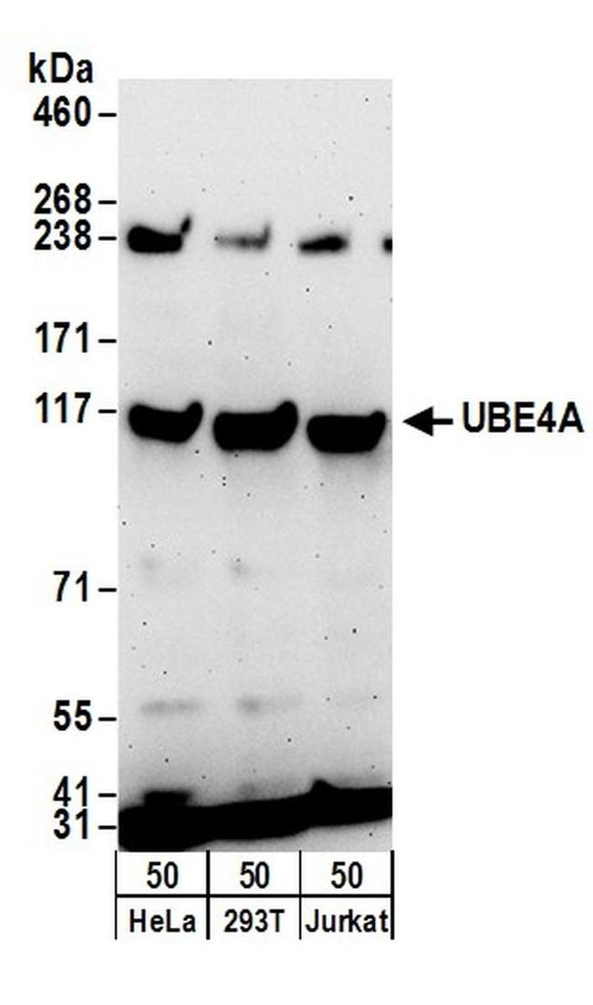 UBE4A Antibody in Western Blot (WB)