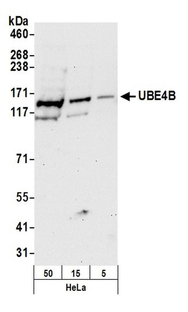 UBE4B Antibody in Western Blot (WB)