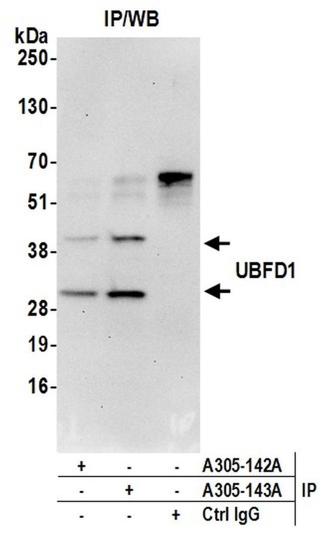 UBFD1 Antibody in Western Blot (WB)