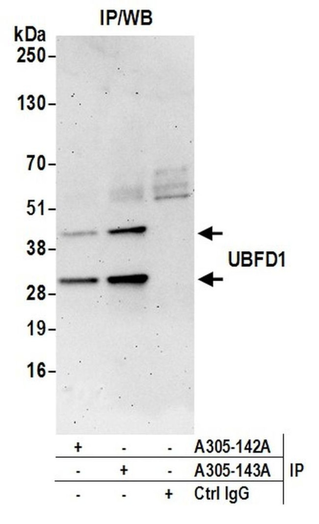 UBFD1 Antibody in Immunoprecipitation (IP)
