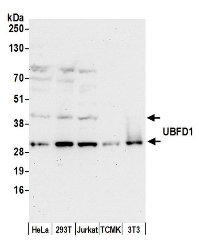 UBFD1 Antibody in Western Blot (WB)